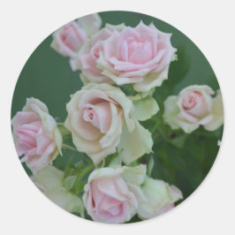 美しいライトピンクのガーデンローズ ラウンドシール