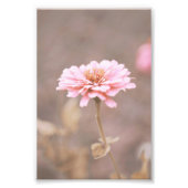 美しいライトピンクの花の花フローラ フォトプリント (正面)