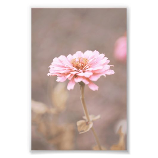 美しいライトピンクの花の花フローラ フォトプリント (正面)