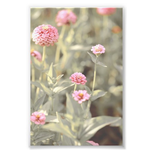 美しいライトピンクの花の花フローラ フォトプリント (正面)