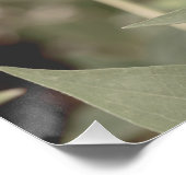 美しいライトピンクの花の花フローラ ポスター (コーナー)