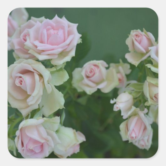 美しいライトピンクガーデンバラ スクエアシール (正面)