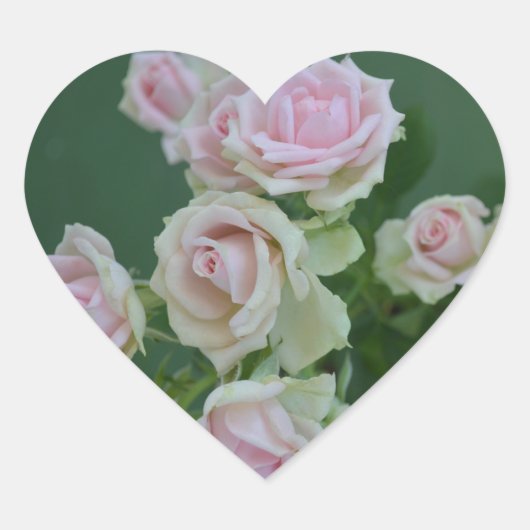 美しいライトピンクガーデンバラ ハートシール (正面)