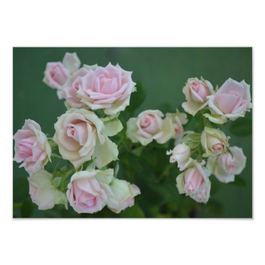 美しいライトピンクガーデンバラ フォトプリント            (正面)