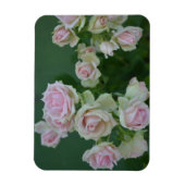 美しいライトピンクガーデンバラ マグネット (縦)