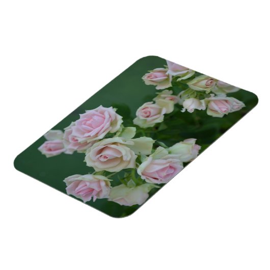 美しいライトピンクガーデンバラ マグネット (左側)