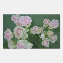 美しいライトピンクガーデンバラ 長方形シール