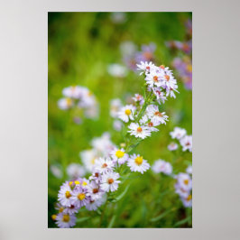 美しいラインポスター ポスター