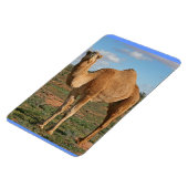 美しいラクダ マグネット (左側)