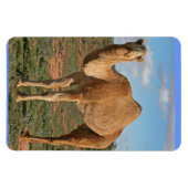 美しいラクダ マグネット (横)