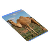 美しいラクダ マグネット (右側)