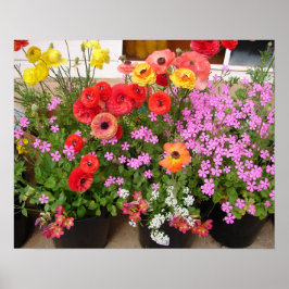 美しいラナンキュラス 春の花 庭園 ポスター