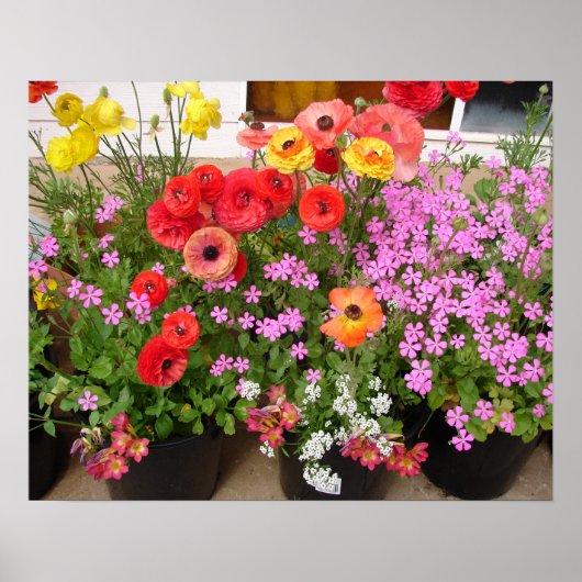 美しいラナンキュラス 春の花 庭園 ポスター (正面)