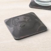 美しいラブラドールレトリバー コースター (左側)