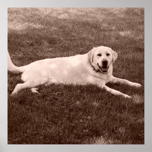 美しいラブラドールレトリバー ポスター (正面)