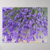 美しいラベンダーの花の写真 ポスター (正面)