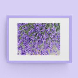 美しいラベンダーの花の写真 ポスター