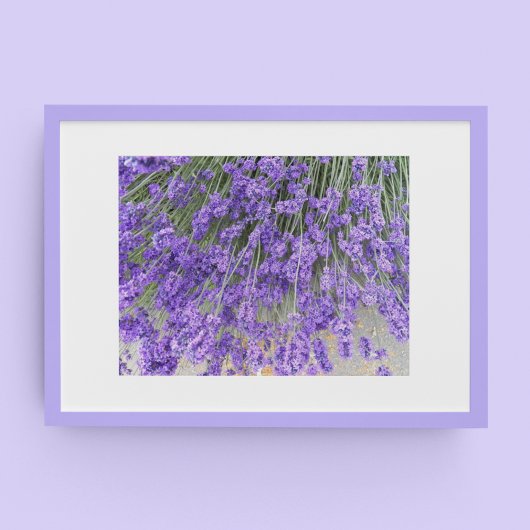 美しいラベンダーの花の写真 ポスター