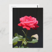 美しいリディッシュピンクローズクローズアップDIYポストカード ポストカード (正面/裏面)