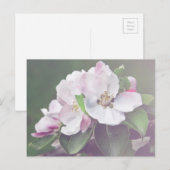 美しいリンゴの木の花 春のポストカード ポストカード (正面/裏面)