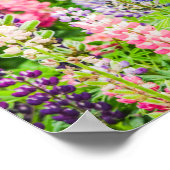 美しいルピネカラフルの花 ポスター (角)