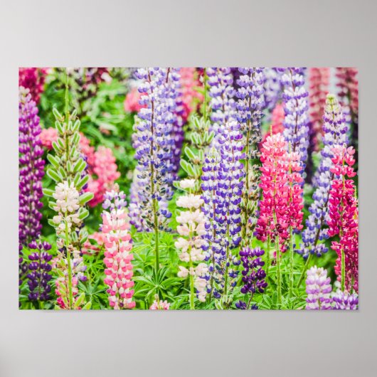 美しいルピネカラフルの花 ポスター (正面)