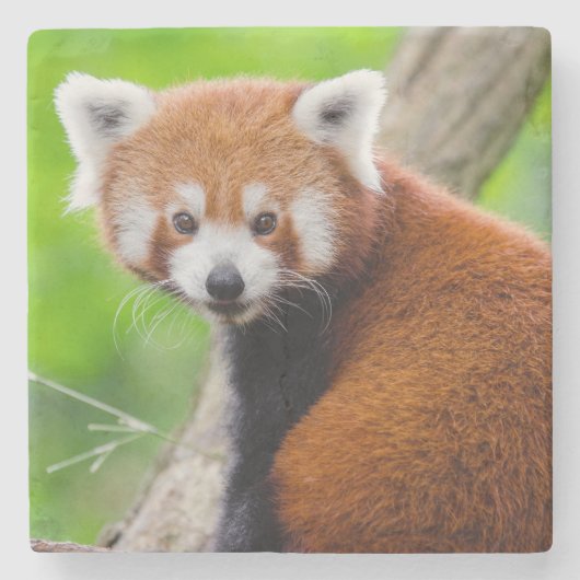 美しいレッサーパンダ (Ailurus fulgens) ストーンコースター (正面)