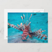 美しいレッドライオンフィッシュ ポストカード (正面/裏面)