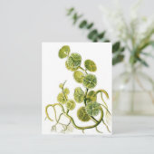 美しいレトロな海藻の植物プリントバイヘイケル ポストカード (スタンド正面)