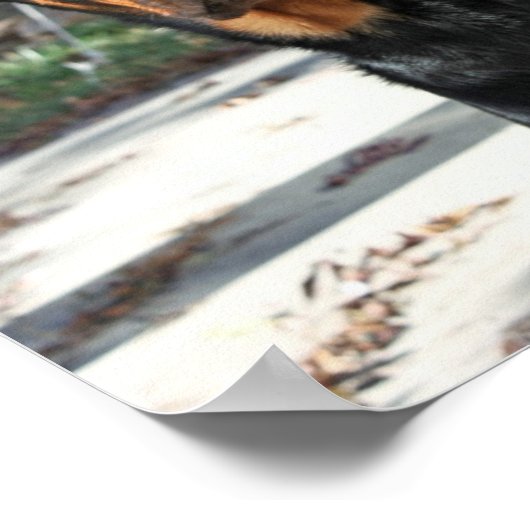 美しいロットワイラーハイディのポスター ポスター (角)