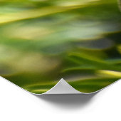 美しいロビン ポスター (角)