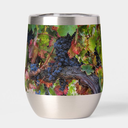 美しいワインブドウとつる植物 (背面)