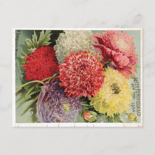 美しいヴィンテージの花(1894) ポストカード (正面)