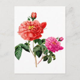 美しいヴィンテージの赤とピンクのバラの花 ポストカード