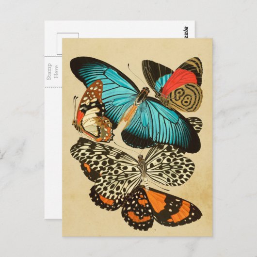 美しいヴィンテージガーデンチョウ ポストカード (正面/裏面)