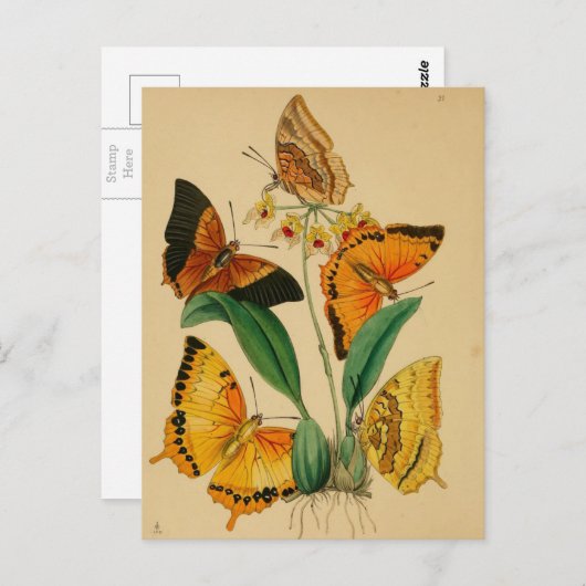 美しいヴィンテージガーデンチョウ ポストカード (正面/裏面)