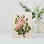 美しいヴィンテージバラフローラ植物学ファインアート ポストカード (スタンド正面)