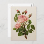 美しいヴィンテージバラフローラ植物学ファインアート ポストカード (正面/裏面)