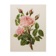 美しいヴィンテージバラフローラ植物学ファインアート