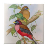 美しいヴィンテージバードイラストレーション カラフル タイル (正面)