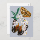 美しいヴィンテージフローラバタフライイラストレーション ポストカード (正面/裏面)