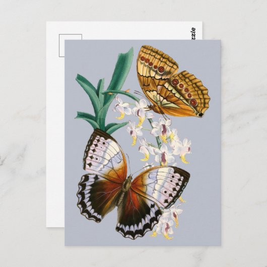 美しいヴィンテージフローラバタフライイラストレーション ポストカード (正面/裏面)