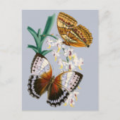 美しいヴィンテージフローラバタフライイラストレーション ポストカード (正面)