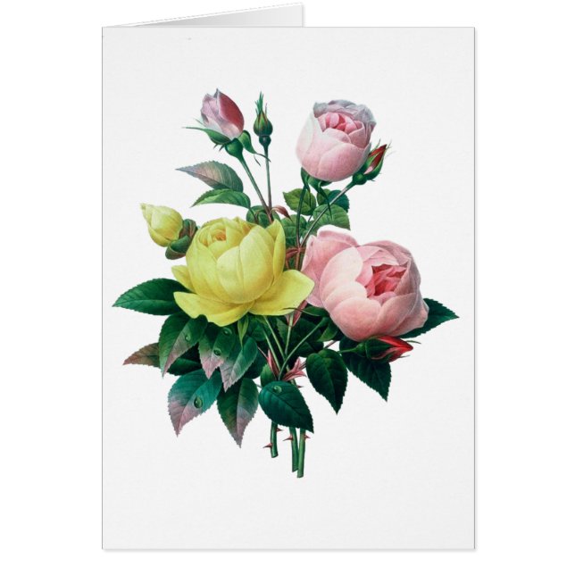 美しいヴィンテージ植物学イラストレーション、バラ (正面)