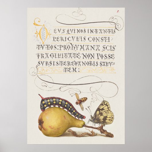 美しいヴィンテージ植物学イラストレーション ポスター (正面)