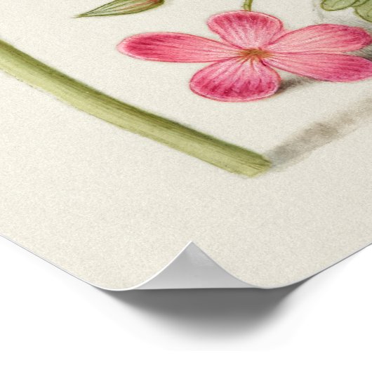 美しいヴィンテージ植物学イラストレーション ポスター (角)