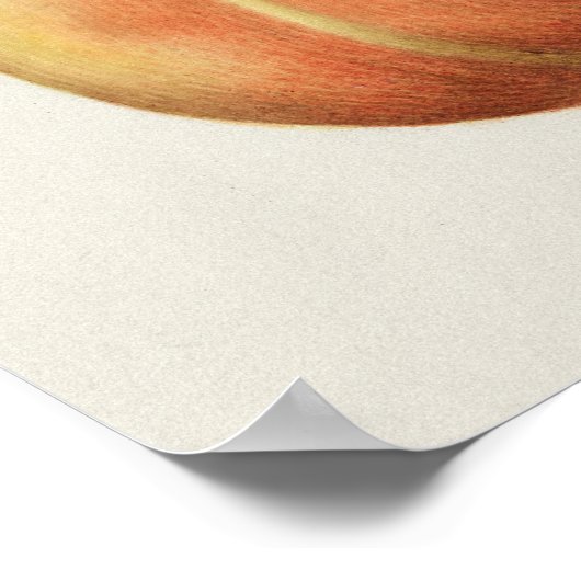 美しいヴィンテージ植物学イラストレーション ポスター (角)