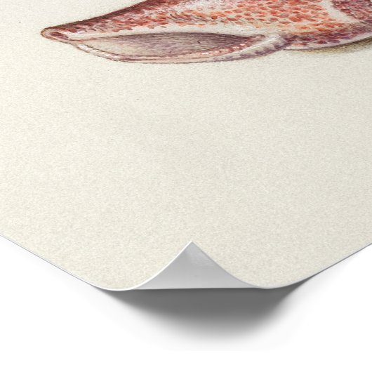 美しいヴィンテージ植物学イラストレーション ポスター (角)