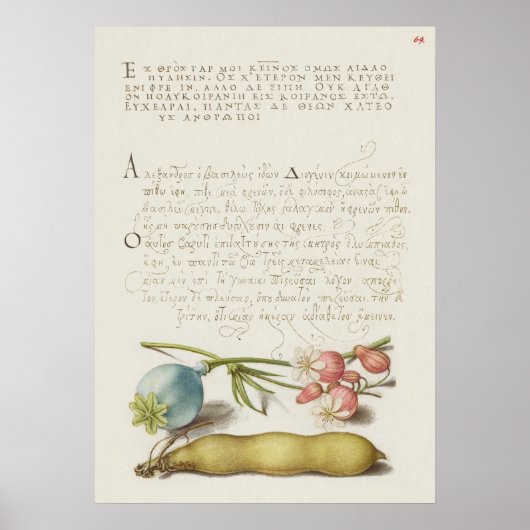 美しいヴィンテージ植物学イラストレーション ポスター (正面)