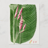 美しいヴィンテージ植物学イラストレーション ポストカード (正面)